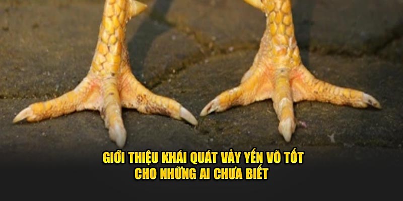 Giới thiệu khái quát vảy yến võ tốt cho những ai chưa biết